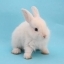 こっぴお
